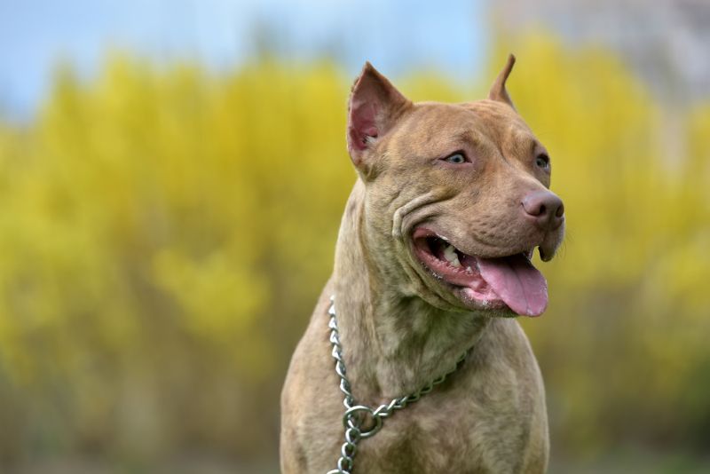 pit bull in the park