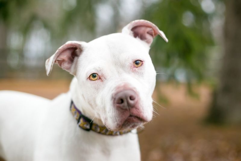 White pitbull standing outside