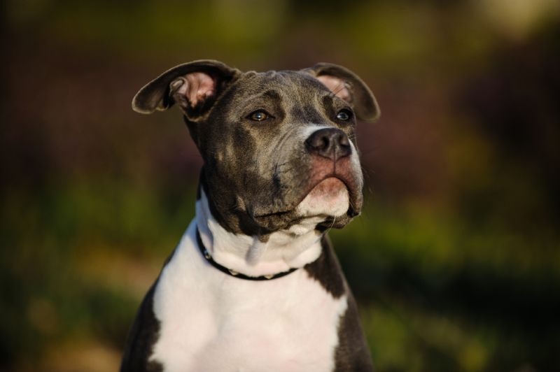 A pit bull sitting outside in the sunset